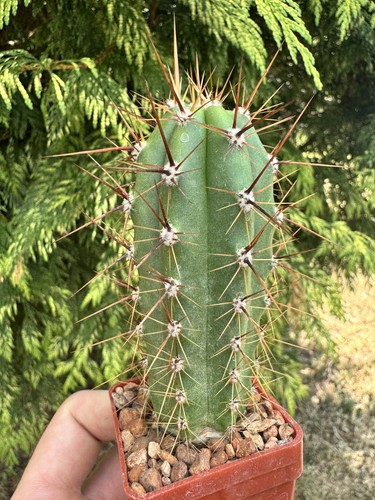 Escayachensis cactus plant