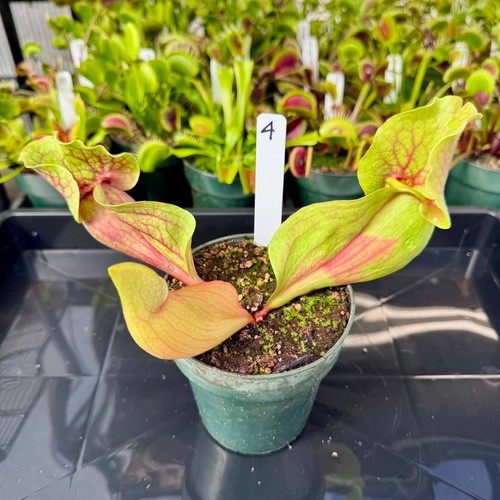 Sarracenia purpurea montana - purpurea,