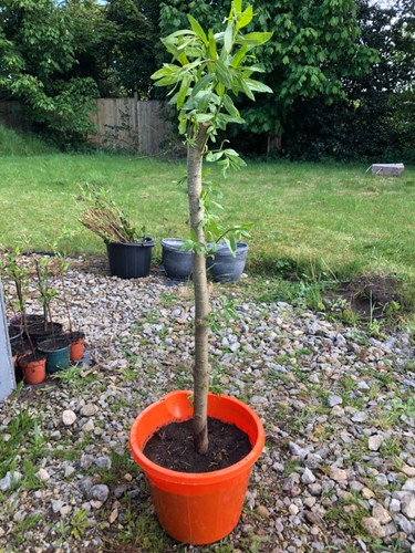 Salix viminalis willow - 1m,