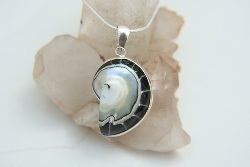 Small black nautilus - nautilus, shell