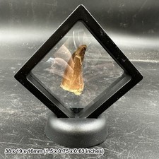 Mosasaur Fossil Tooth 3D Floating Frame Cretaceous Morocco Genuine Marine