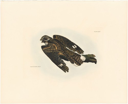 Selby british ornithology - selby,