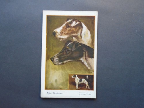 Fox terrier vernon - fox,