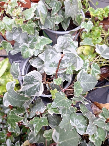 Hedera white edged - 5, white-edged