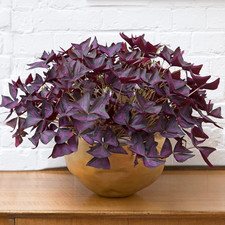 Oxalis Triangularis |