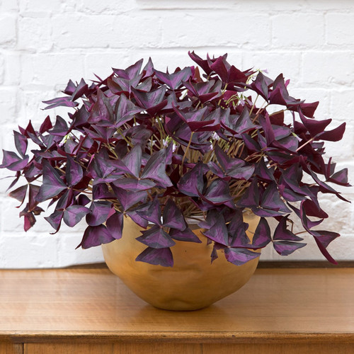 Oxalis triangularis - oxalis,