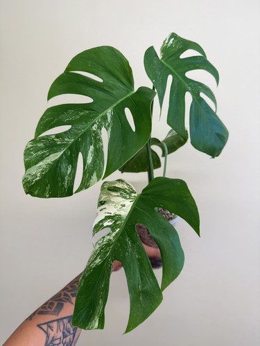 Monstera deliciosa albo - monstera,