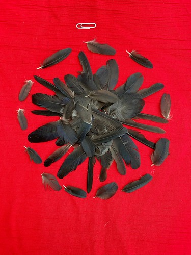 100 tiny crow feathers - crow, craft