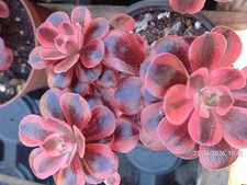 One pot (multi heads) Aeonium