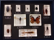 REAL BUG Insect Collection