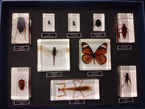 Real bug insect - bug, collection