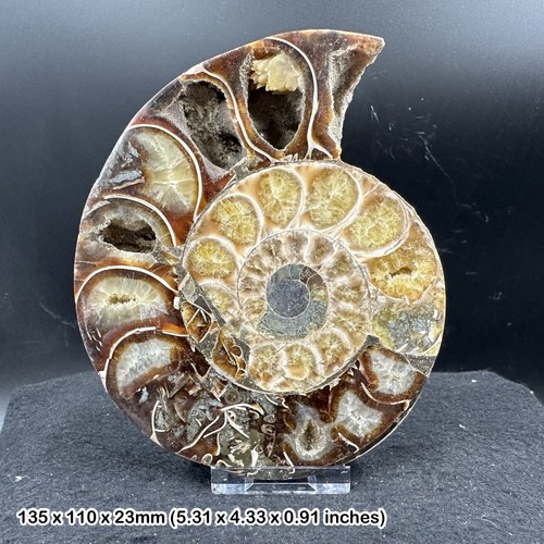 Giant cut polished ammonite - polished,