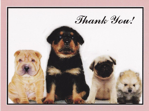 Rottweiler pomeranian pug - *,