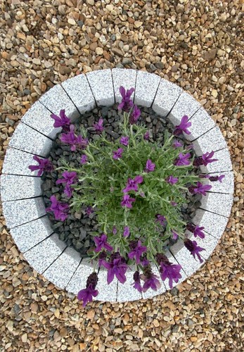 White circle paving - cm, slab
