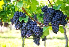 Grape Plants - 'Beta' - 1 x Full Plant in a 3 Litre Pot - Grape Vines - Fruit