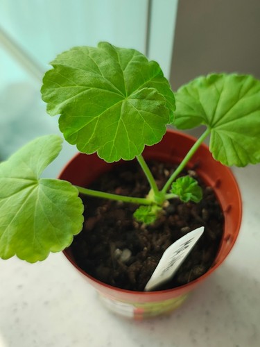 Pelargonium geranium mr - geranium, 'mr