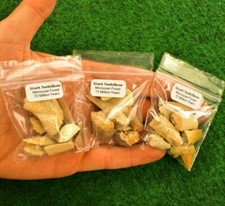 Shark teeth tooth bone fossil - bone,
