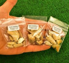 Shark Teeth-Tooth Bone Fossil