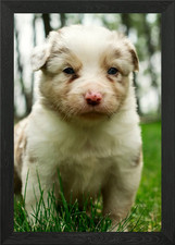Border Collie Puppy Framed