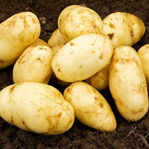 Seed potato arran pilot 11 - seed,