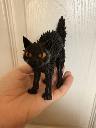 Halloween cat - halloween,