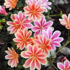 Lewisia Sunset Strain Flower Seeds - 15 Seeds for Rockeries or Bedding