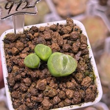 Exact Plant，3Heads