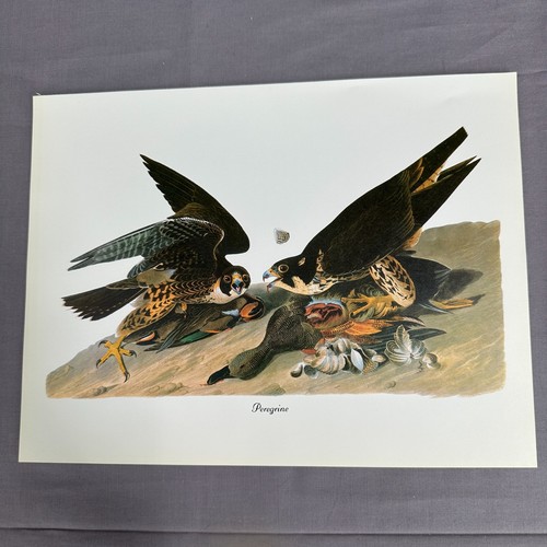 1950 vintage print peregrine - vintage,
