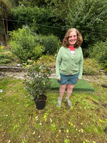 Photinia red robin - photinia, evergreen