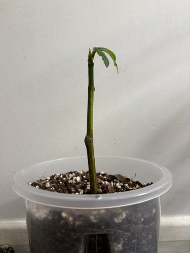 Rooted fig cutting - 🌱,