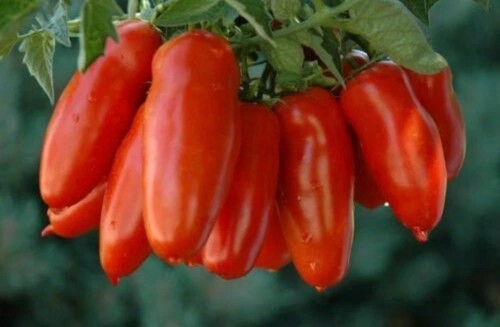 San marzano tomato - san, plug