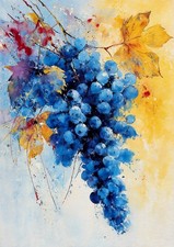 Vineyard Grapes Collection