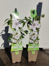 2 x Clematis John Paul II 9cm