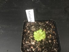 Pinguicula Rotundiflora