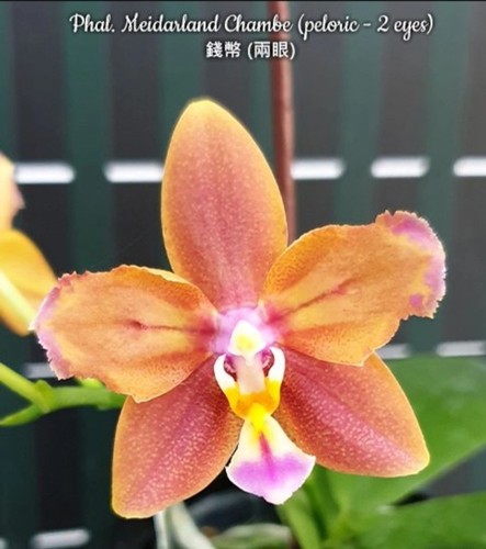 Phalaenopsis meidarland chambe - phalaenopsis,