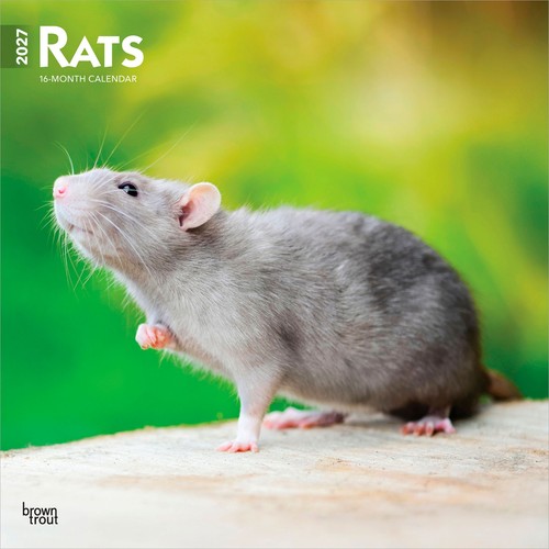 Rats 2027 12x24 - rats, |