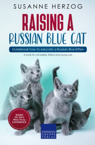 Raising russian blue cat - blue,