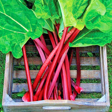 Rhubarb Holsteiner - Large XXL