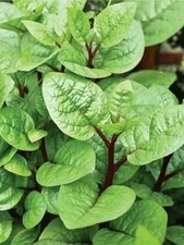 Malabar Spinach Poi Shak Pui