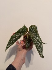 Begonia Maculata Double Dot