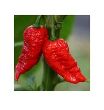 Bangladeshi Naga Moris - Dorset Ghost Chilli Bhut Jolokia Pepper - 10 seeds