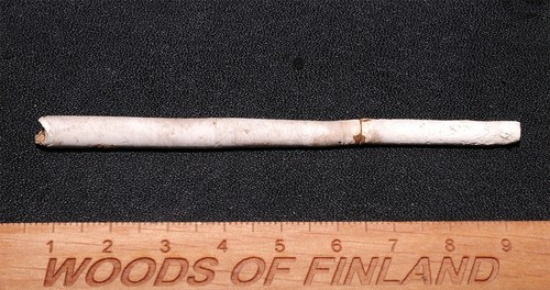 Eocene seprulid worm - , protula