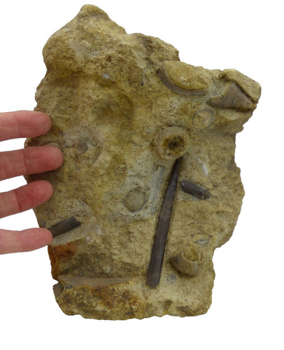 Jurassic bajocian fossil - jurassic,
