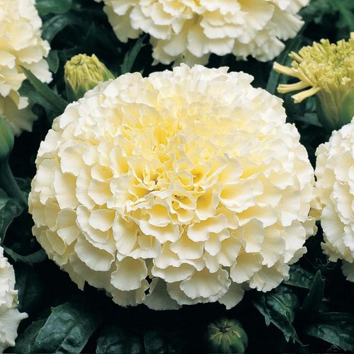 Moonlight marigold seeds - seeds, |