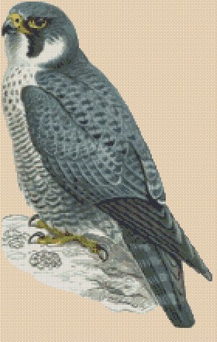 Peregrine falcon bird prey - bird,