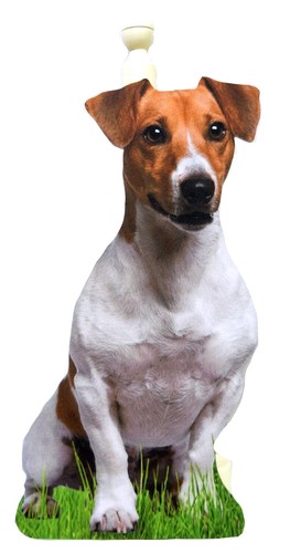 Jack russell kitchen roll - jack,