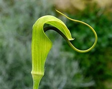 ARISAEMA TORTUOSUM WHIPCORD COBRA LILY 9 CM  UNUSUAL SHADE GARDEN PERENNIAL