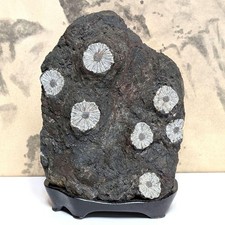 Suiseki Bonseki Bonsai