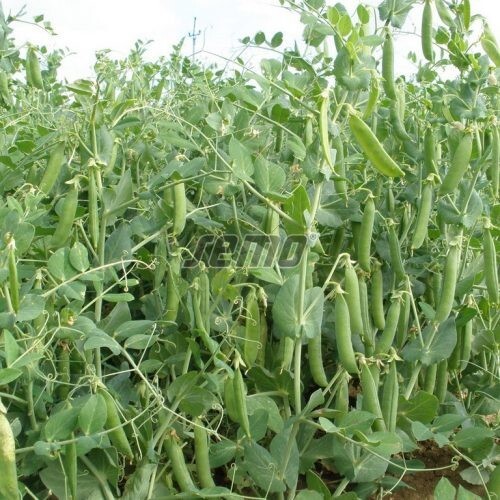Pea seeds peas professional - seeds,