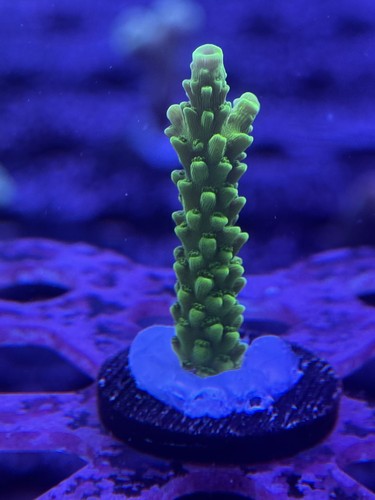 Livestock acropora - livestock, (corals)